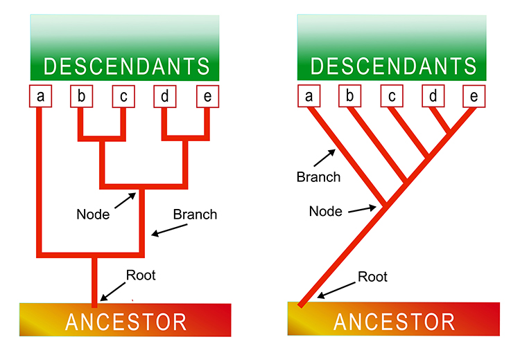 A diagram of the phylogenic tree showing ancestry and descendants